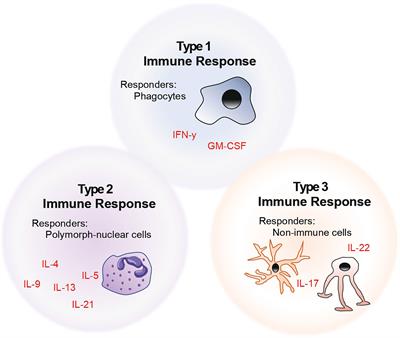 TH Cells and Cytokines in Encephalitogenic Disorders